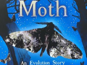 MOTH – an evolution story